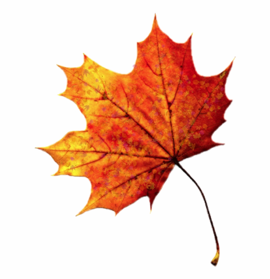 525-5250720_leave-leaf-leaves-fall-autumn-autumnleaves-maple-leaf